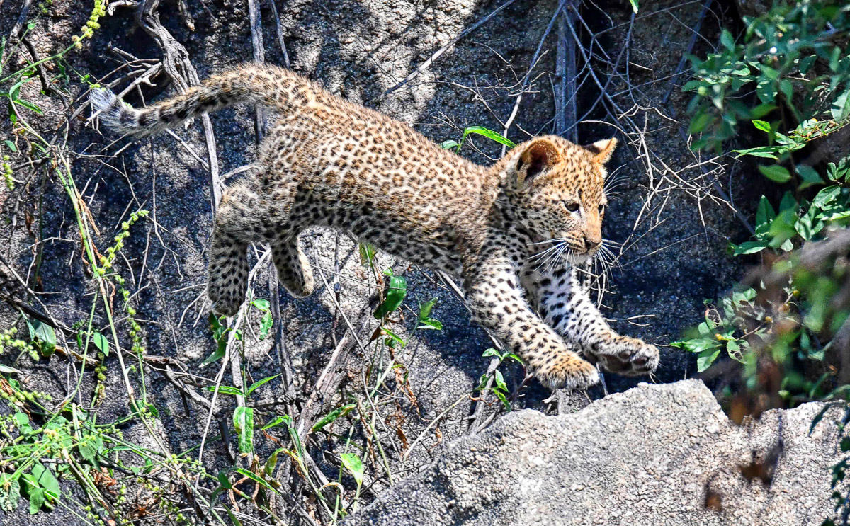 Leopard Cub on the S65 near Skukuza