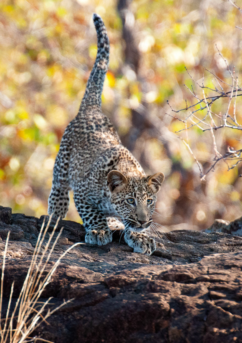 Leopard cub about to jump near Shimuwini