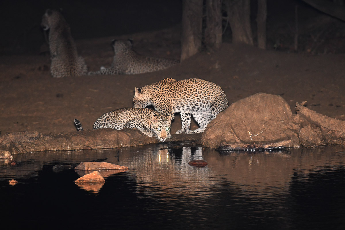 Leopard and cubs at Punda hide