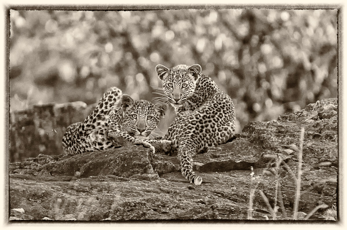 Leopard cubs on rock near Shimuwini