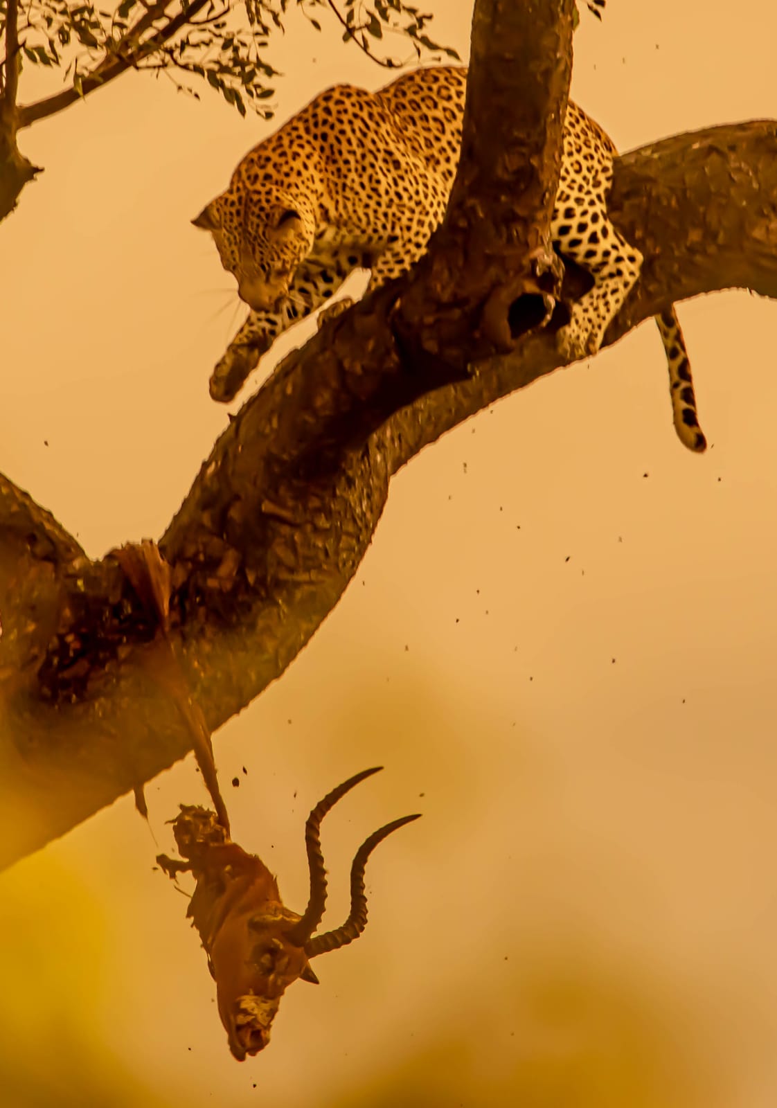 Leopard dropping impala head S34 