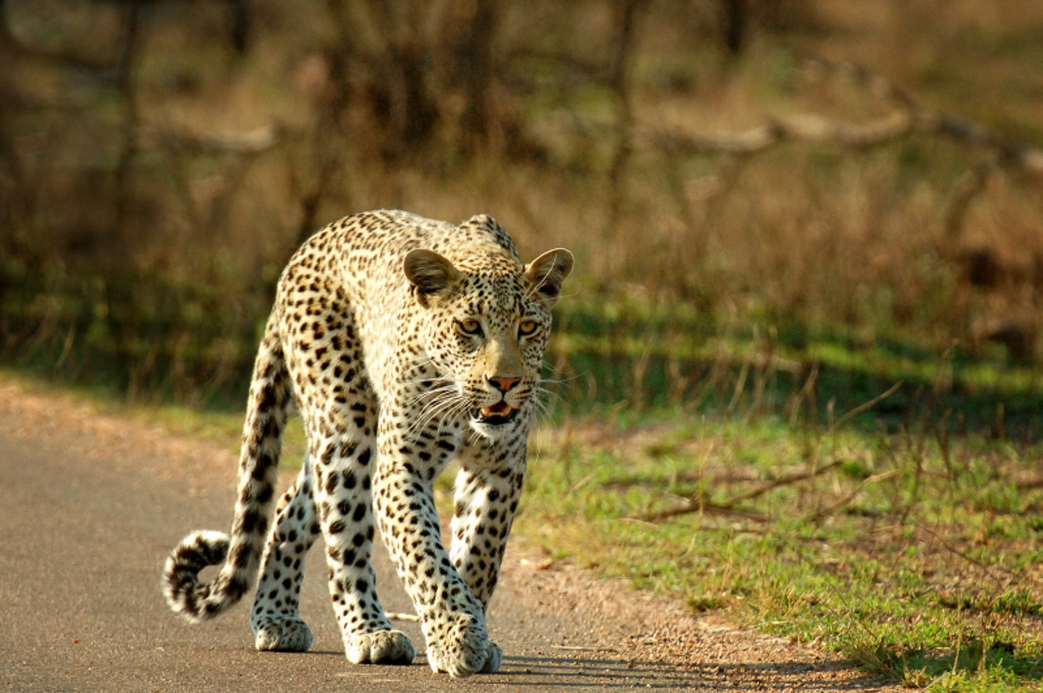 Leopard walking in road between Lower Sabie and Croc Bridge