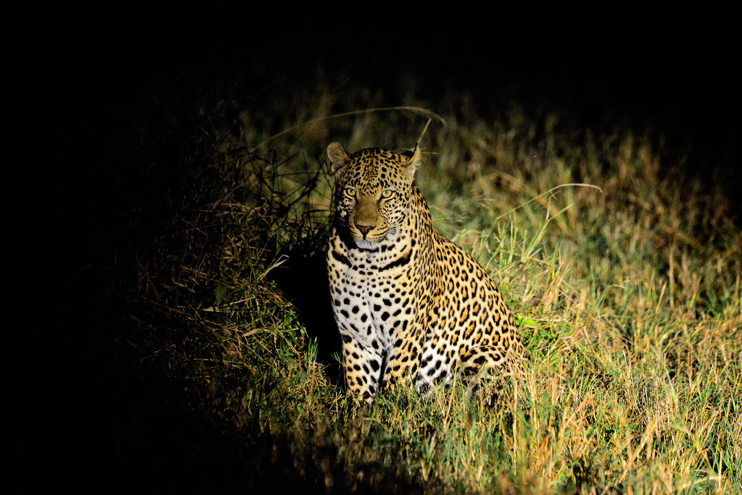 Leopard image taken on a Guided Night Drive in the Sabi Sands in the Greater Kruger National Park