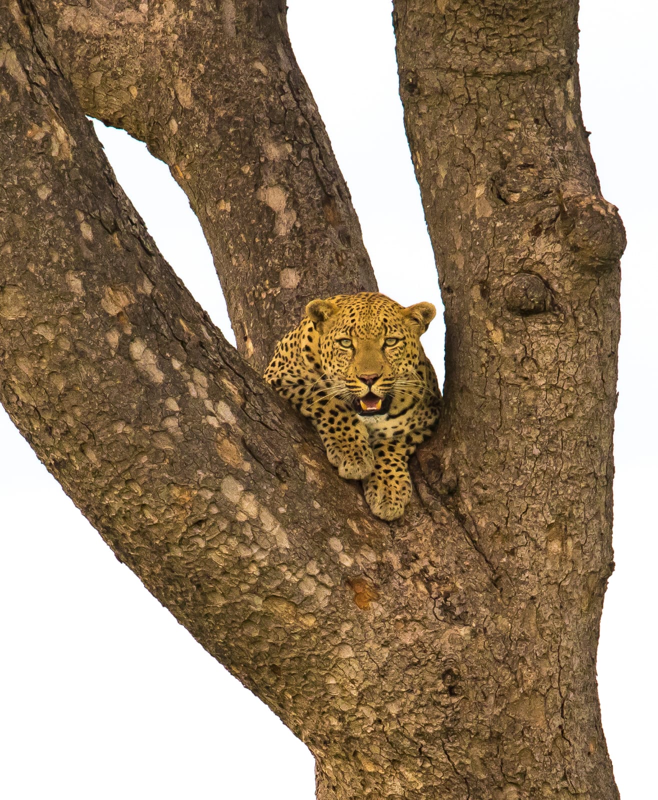 Leopard between two branches on S34