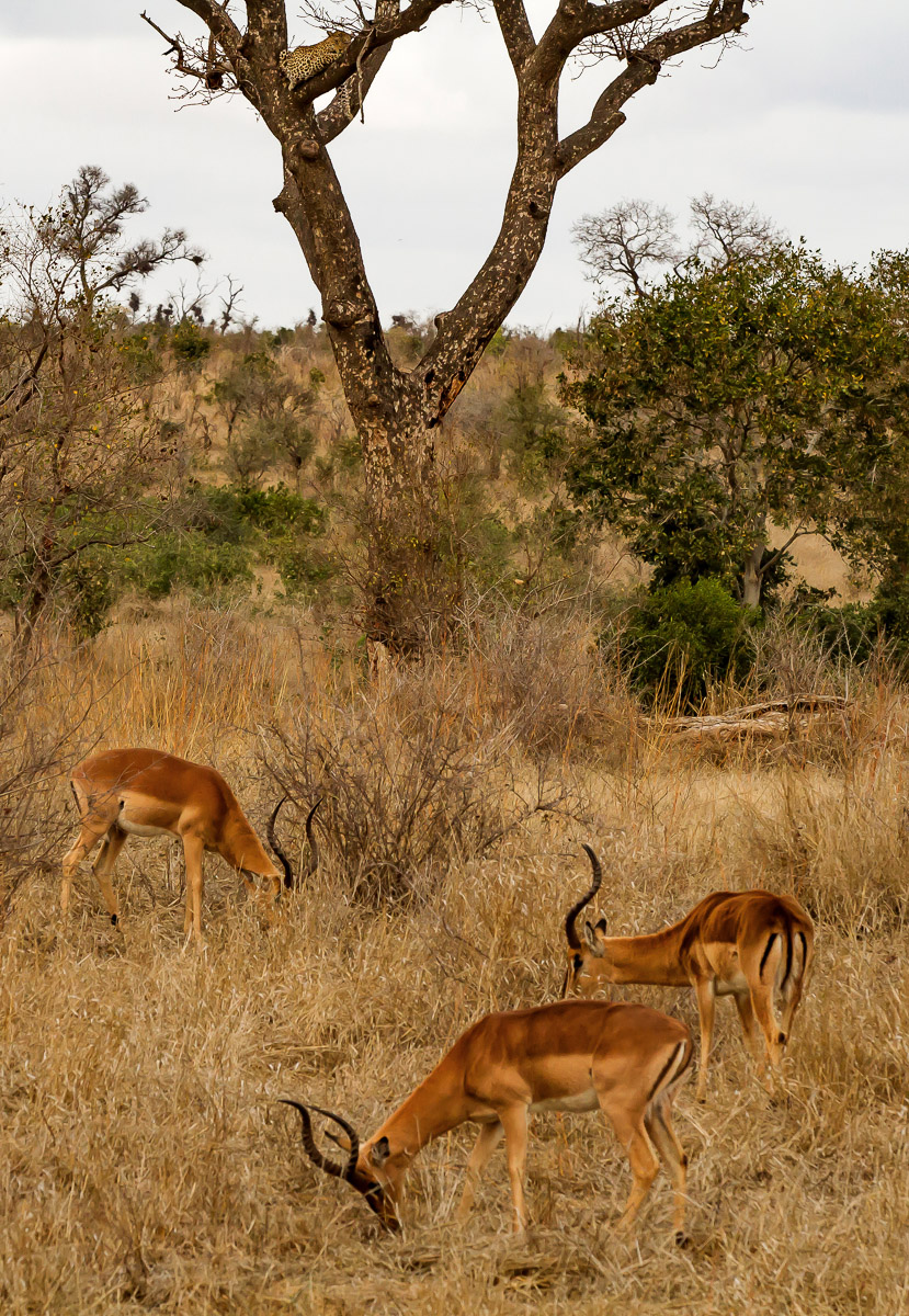 Leopard in tree with Impala grazing below, image taken in the Kruger National park