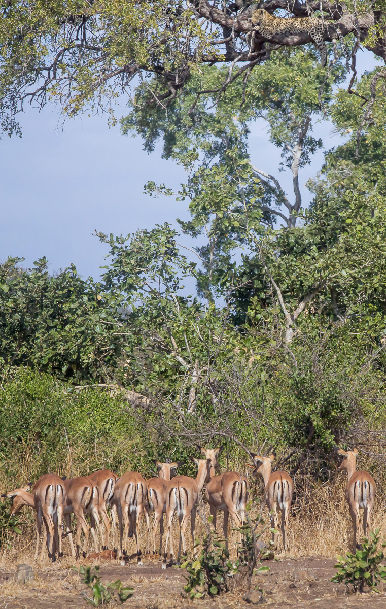 Leopard in tree watching impala grazing below, image taken on a self-drive in the Kruger National Park
