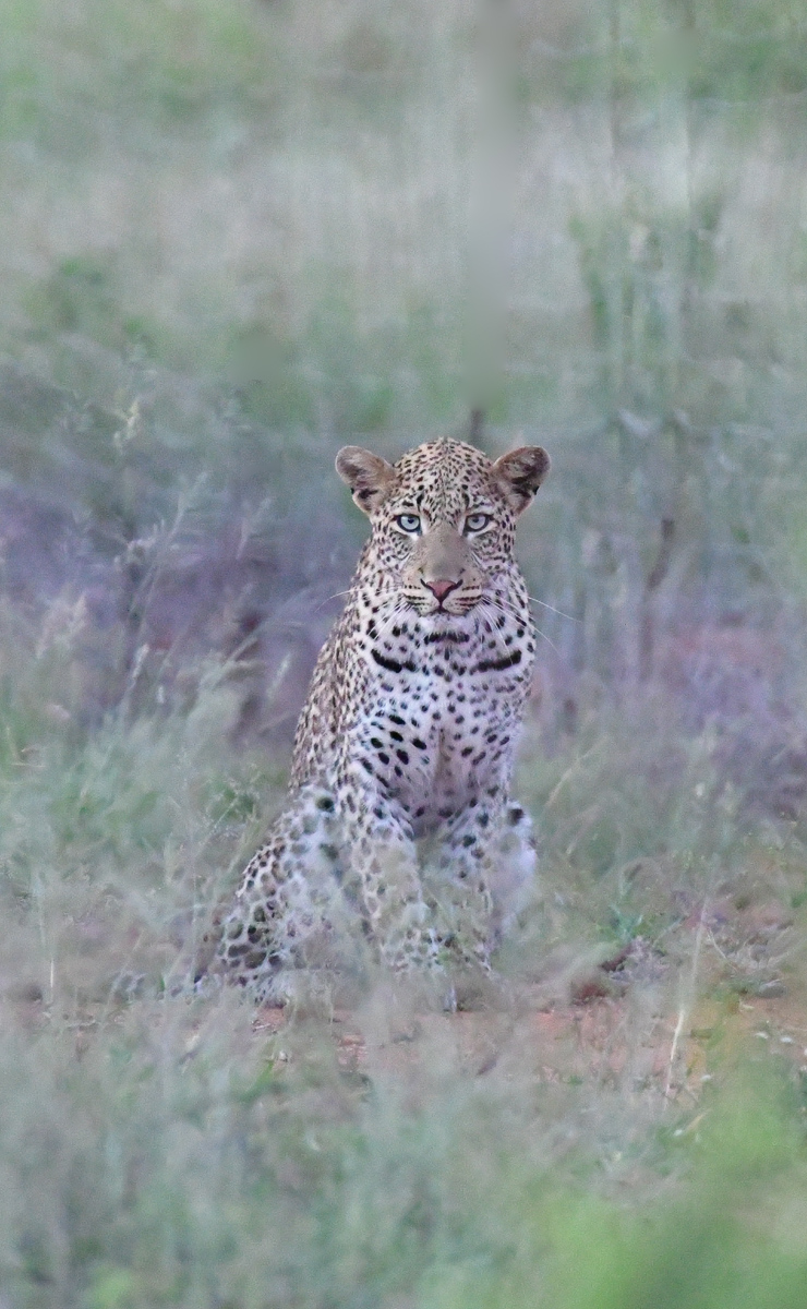 leopard on blueberry farm - Madikwe