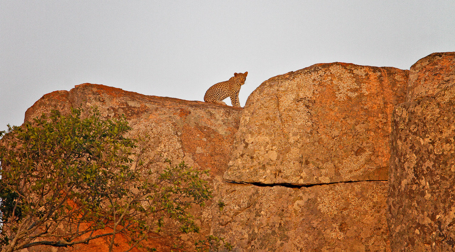 Leopard on the rocks on the H10 near Nkumbe Viewpoint in the Kruger National Park