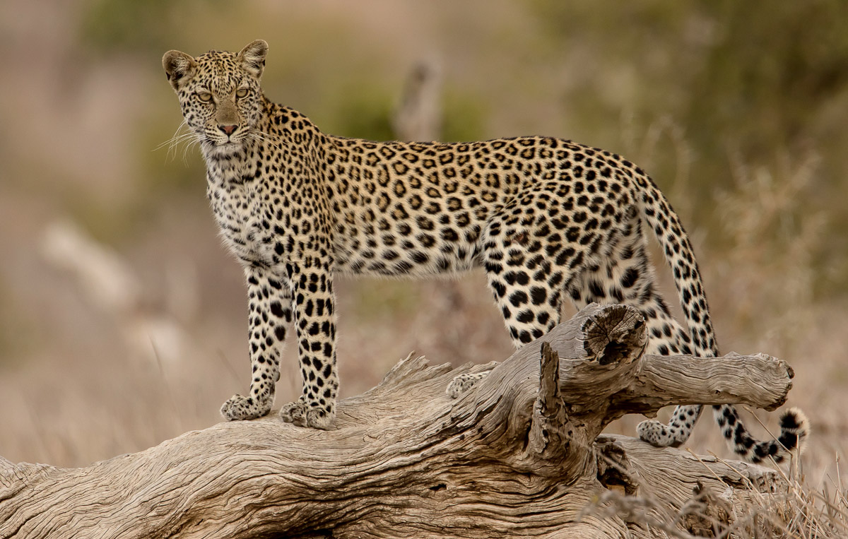 Leopard on H7 Maroela Orpen area in the Kruger National Park