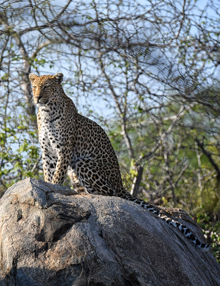 Leopard on rocky outcrop in the Kruger National Park