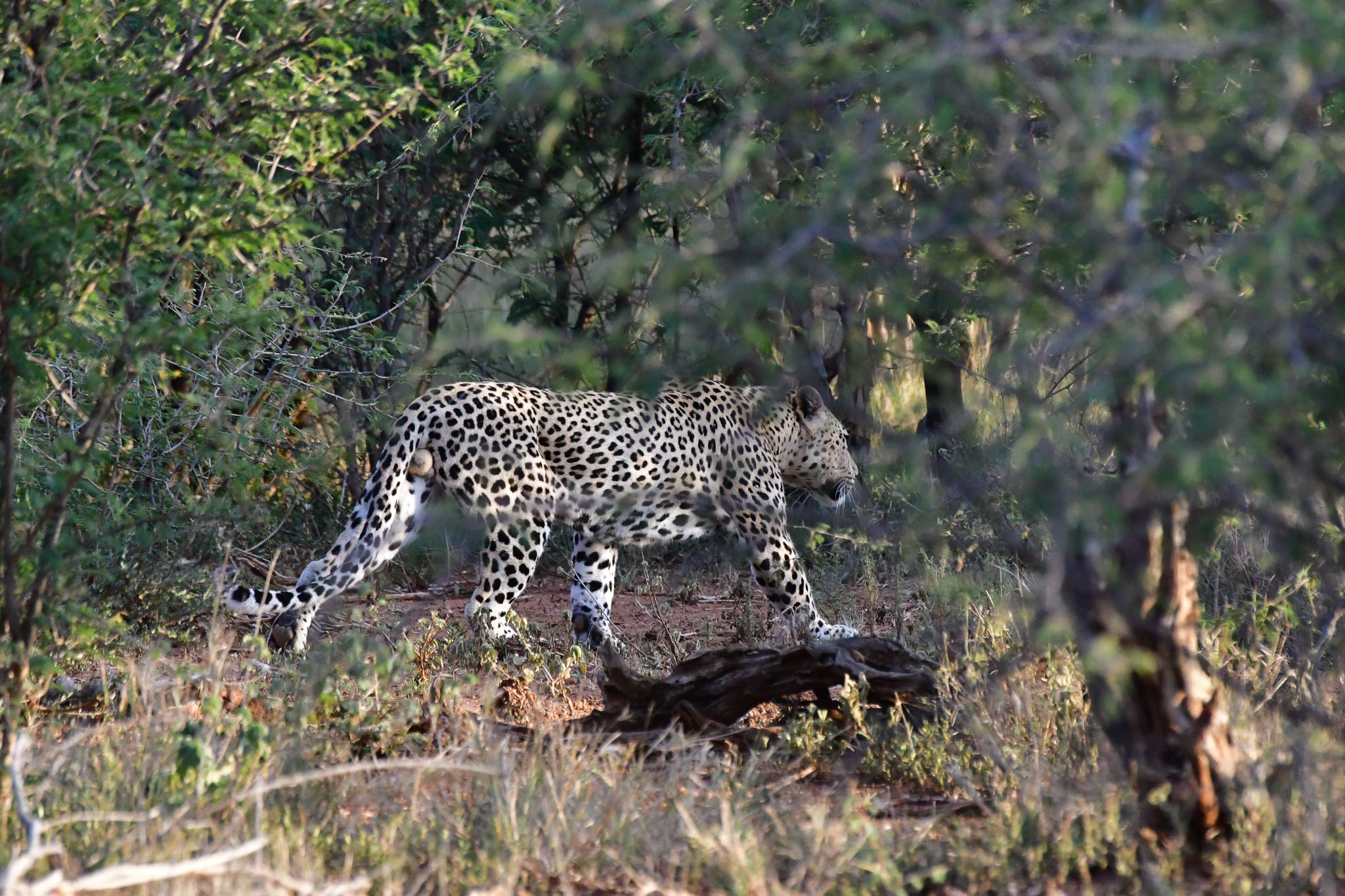 leopard on the move in Madikwe