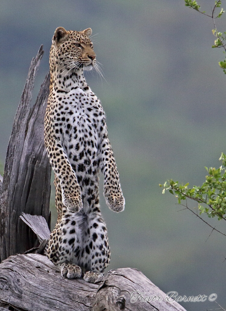 Leopard Lookout in Kruger park