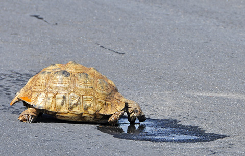 leopard tortoise drinking in road