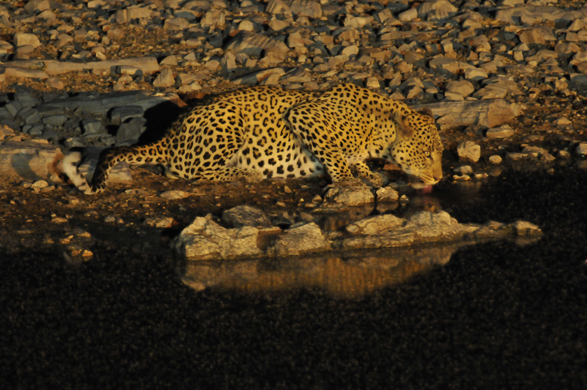 Leopard drinking at Halali waterhole