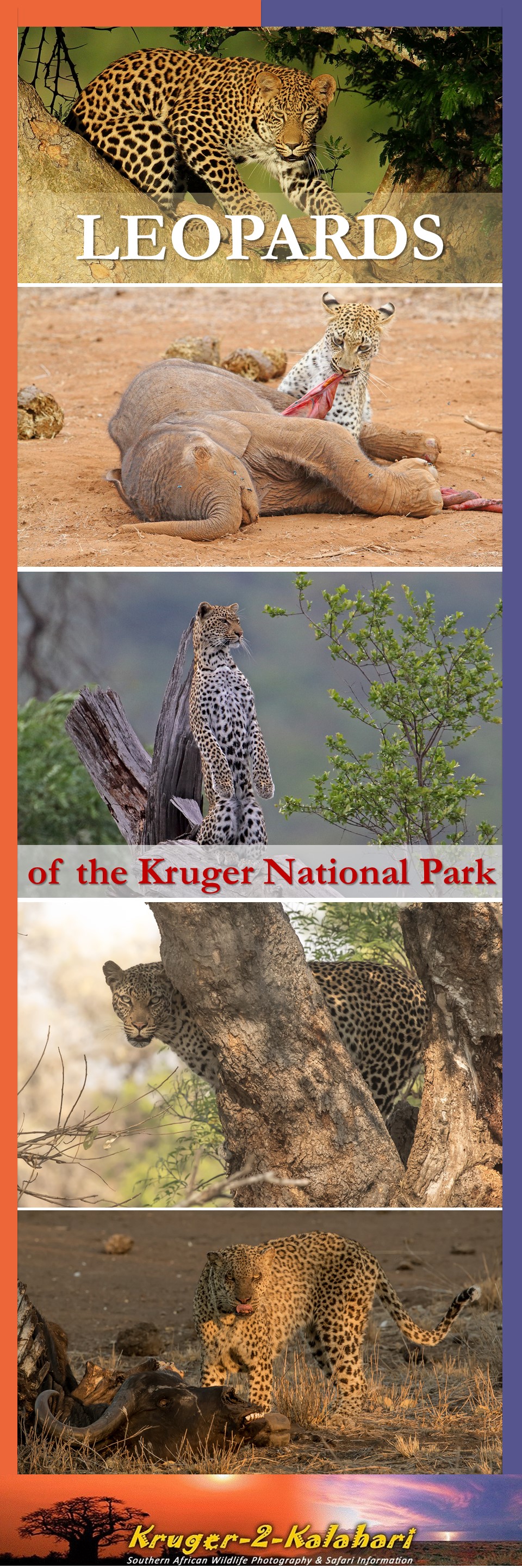 Leopards of the Kruger National Park