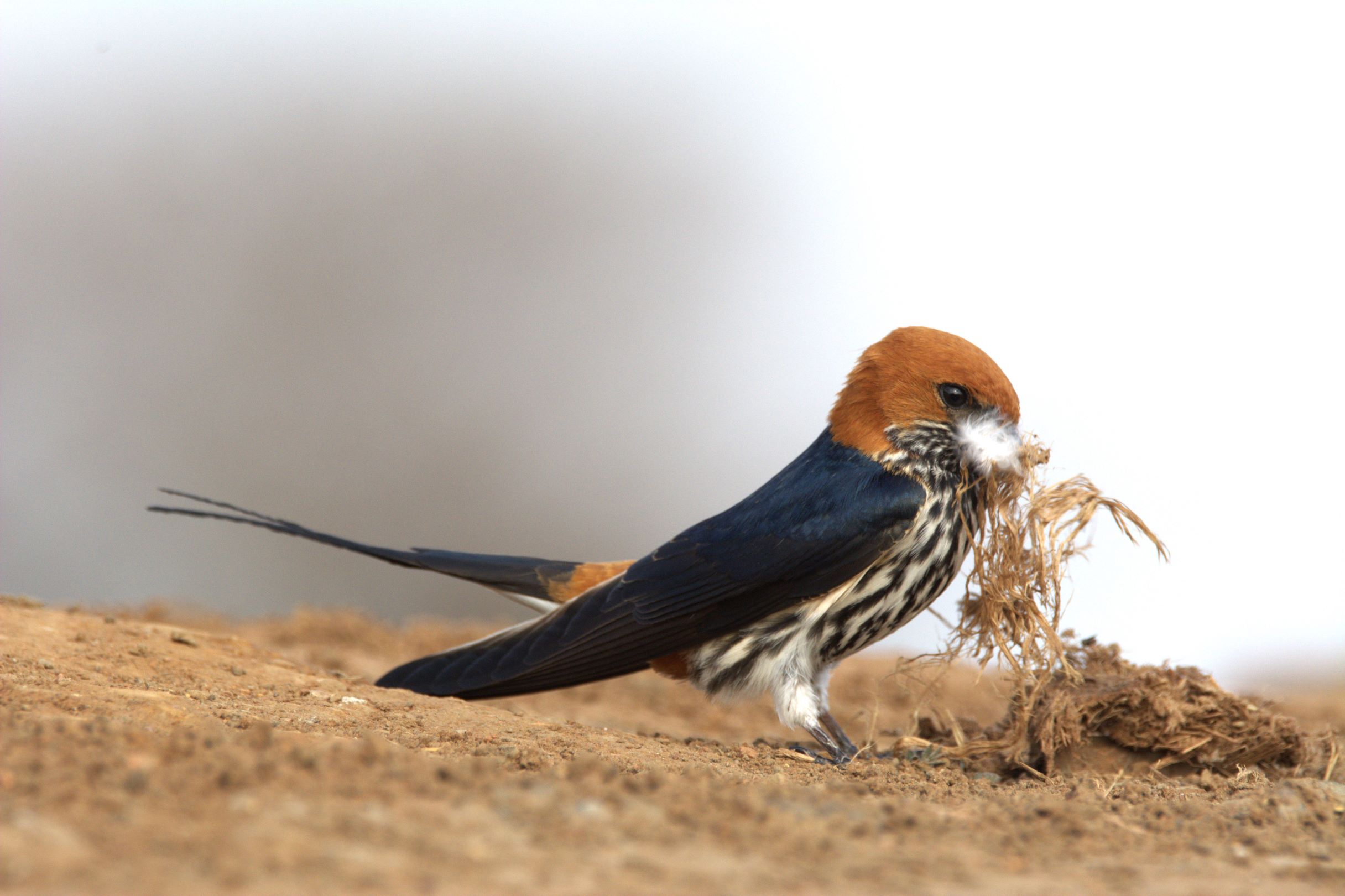 The lesser stripped swallow at Last Word Madikwe The lesser stripped swallow at Last Word Madikwe