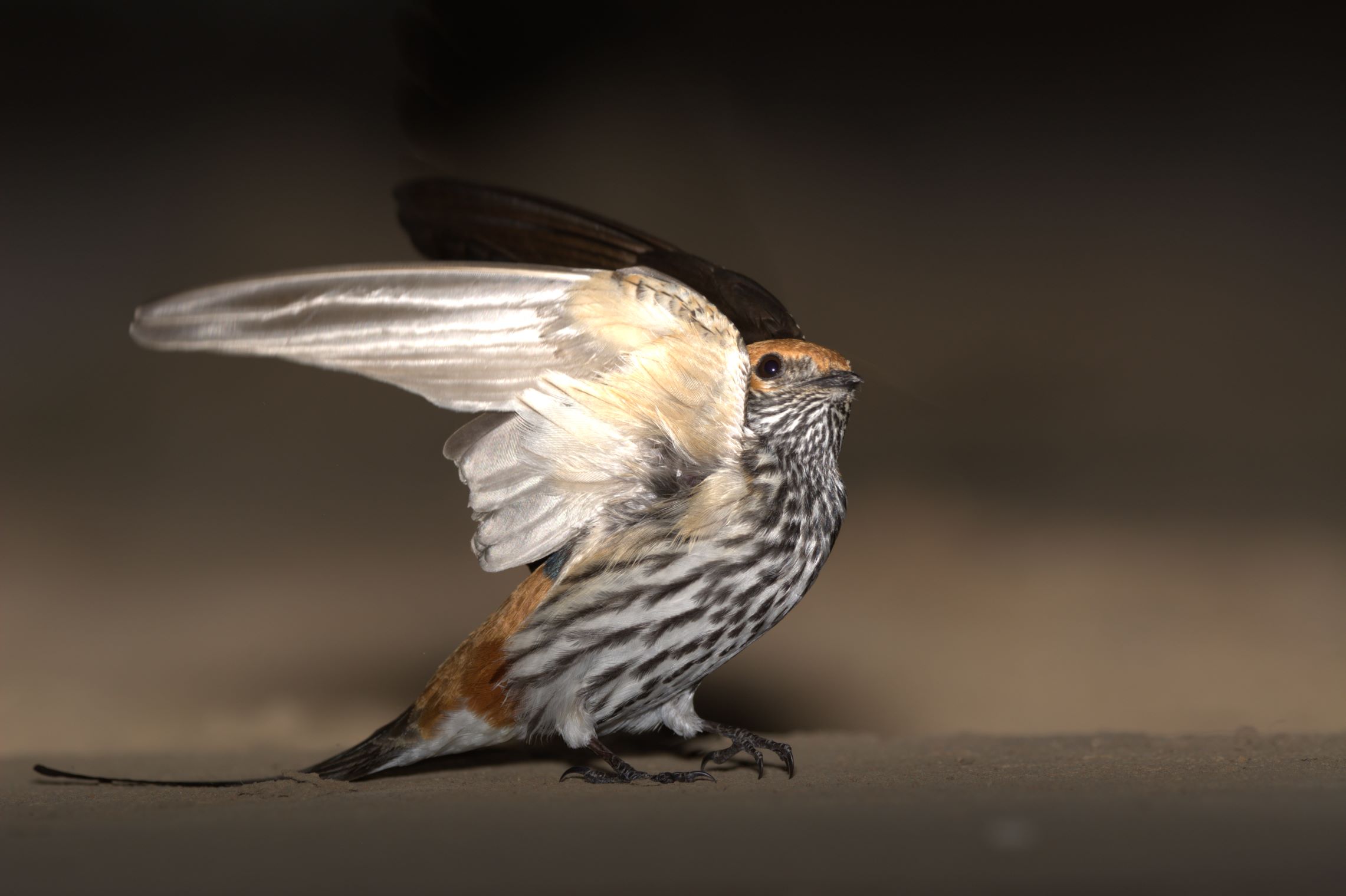 Lesser stripped swallow with wings up Lesser stripped swallow with wings up