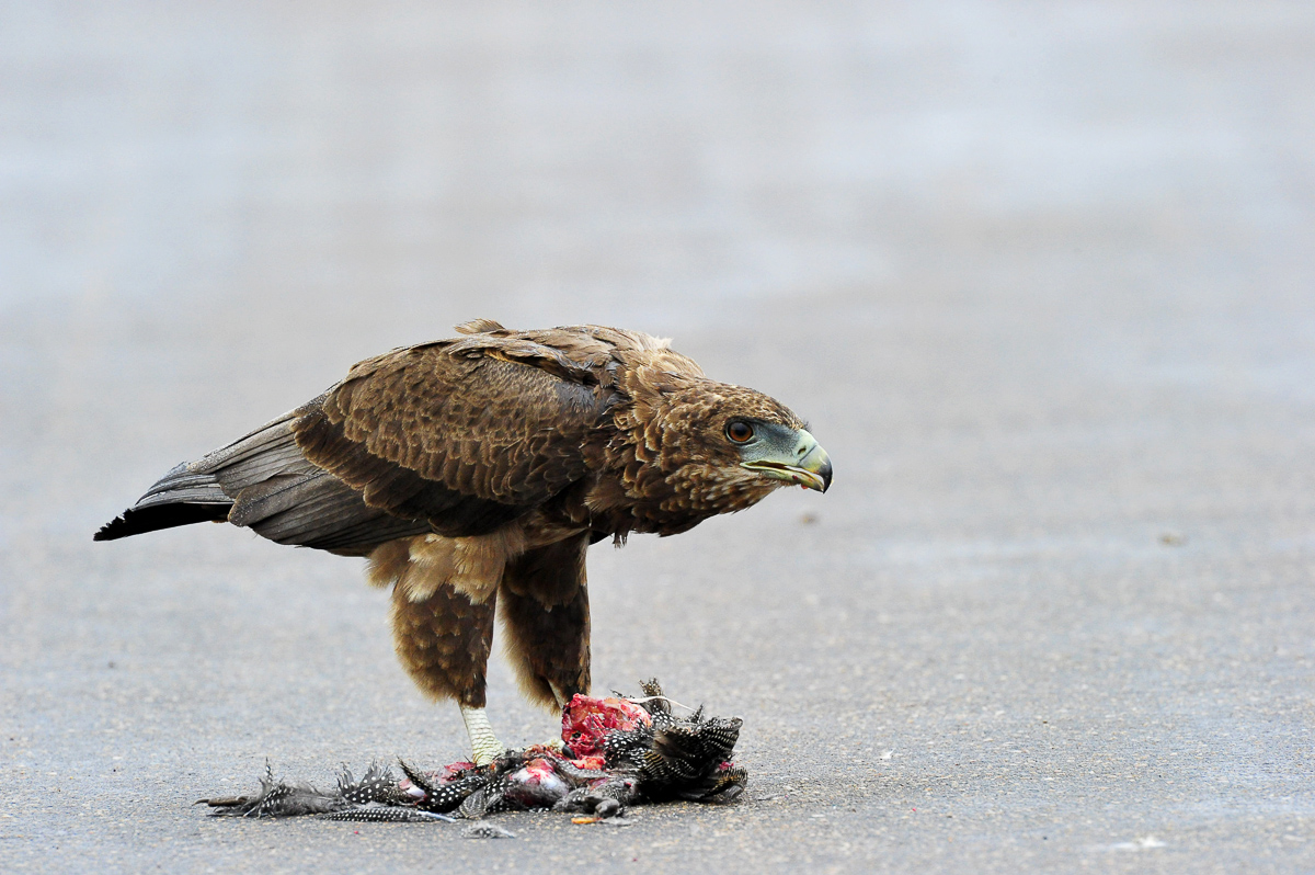 Bateleur in the road near Letaba