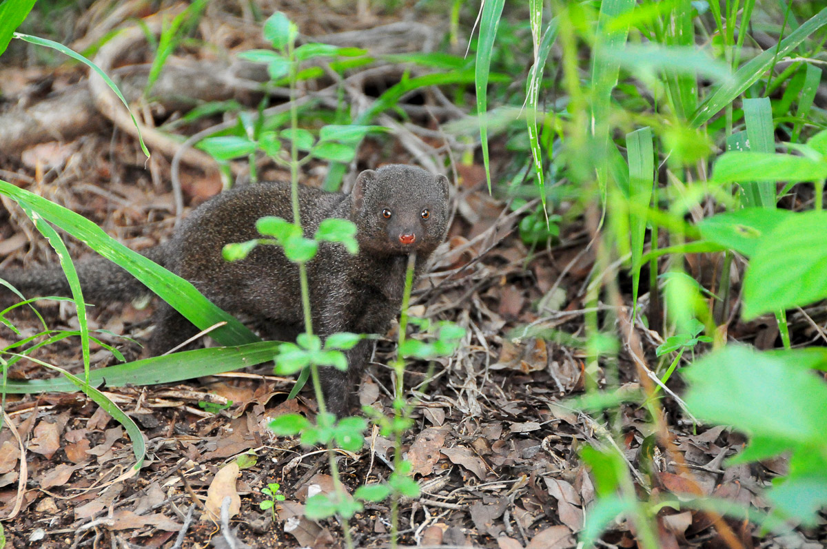 Letaba Dwarf mongoose