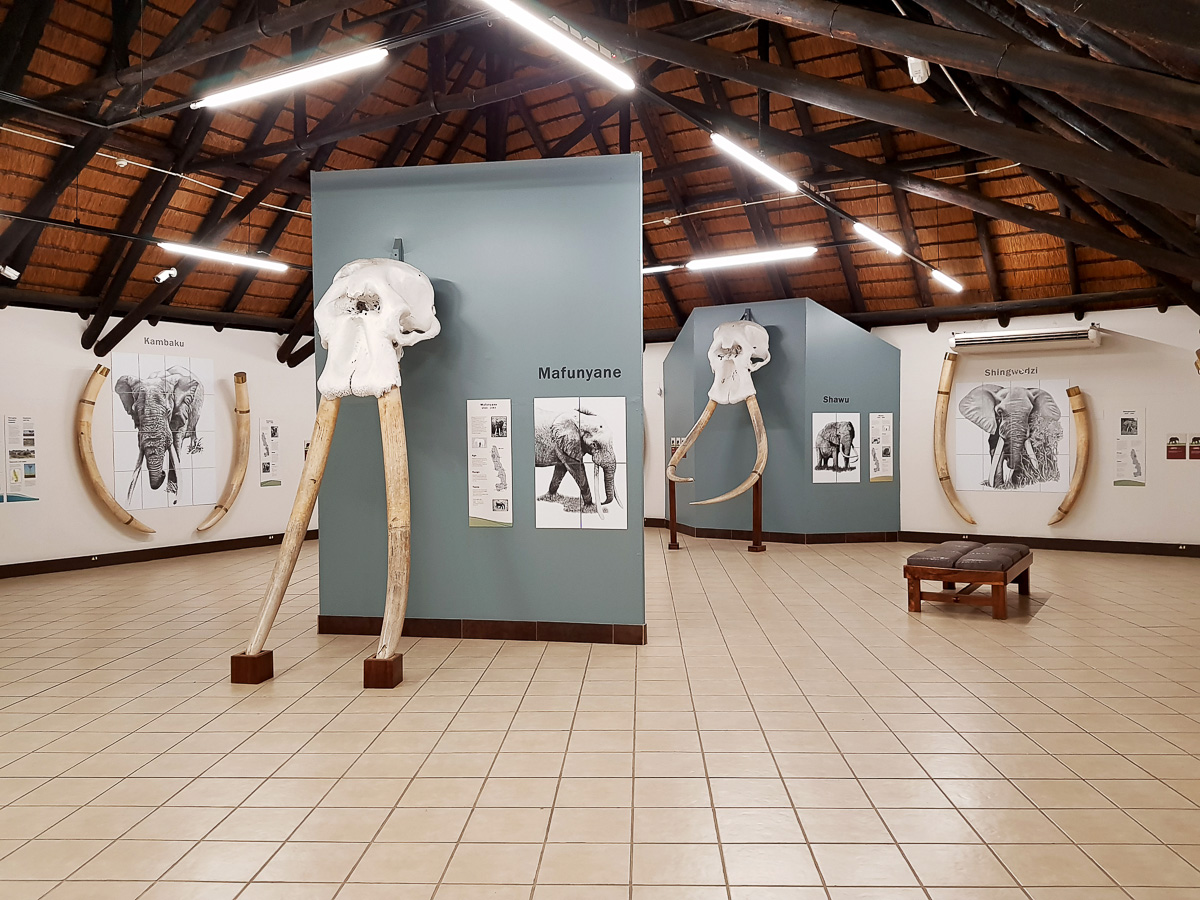 Letaba camps Elephant museum