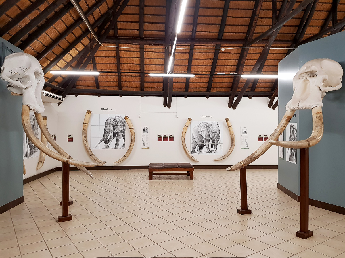Inside the Letaba Elephant museum