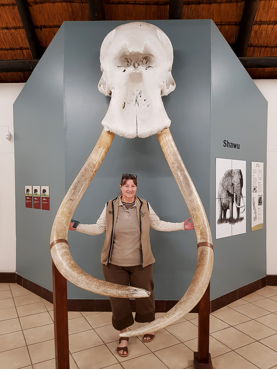 Jenny standing between the Elephant tusks inside the Museum