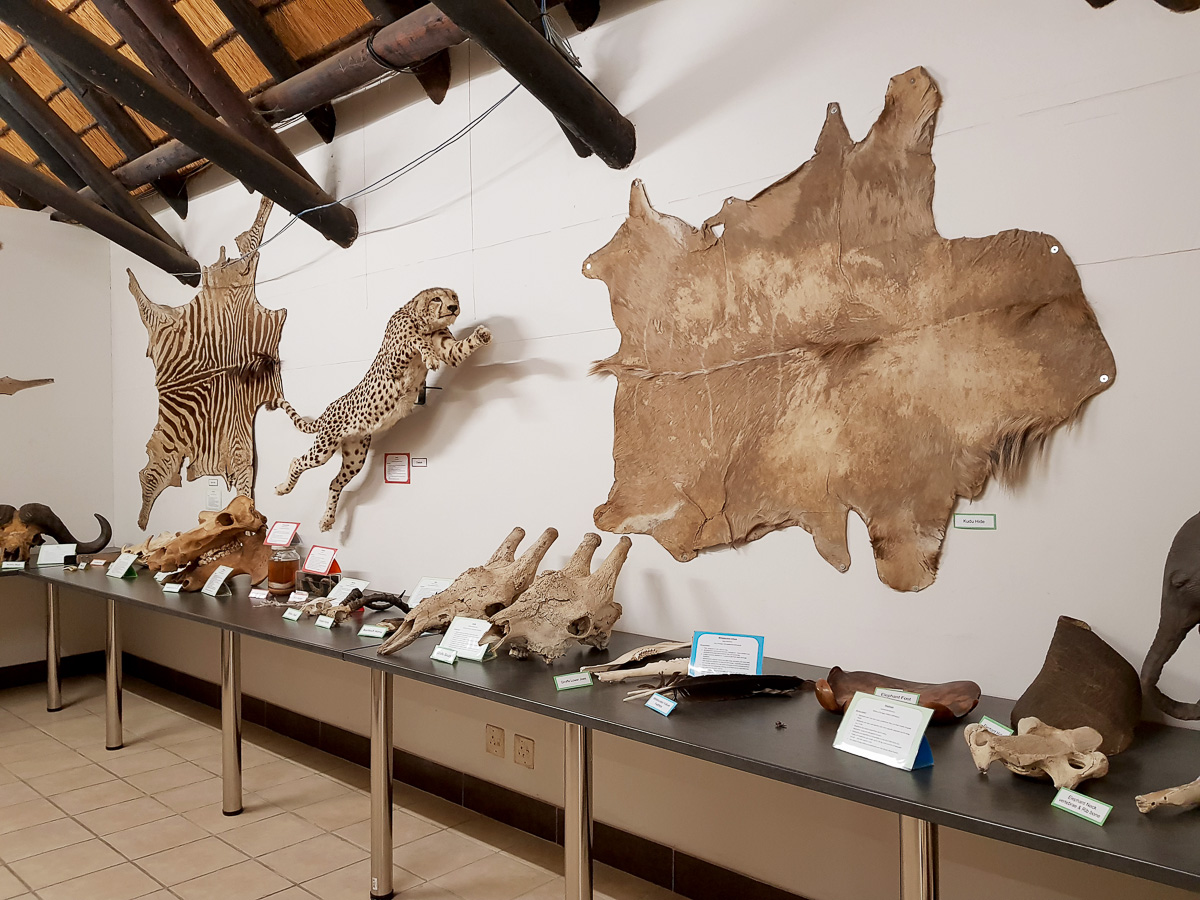 Information in the Letaba Elephant Museum