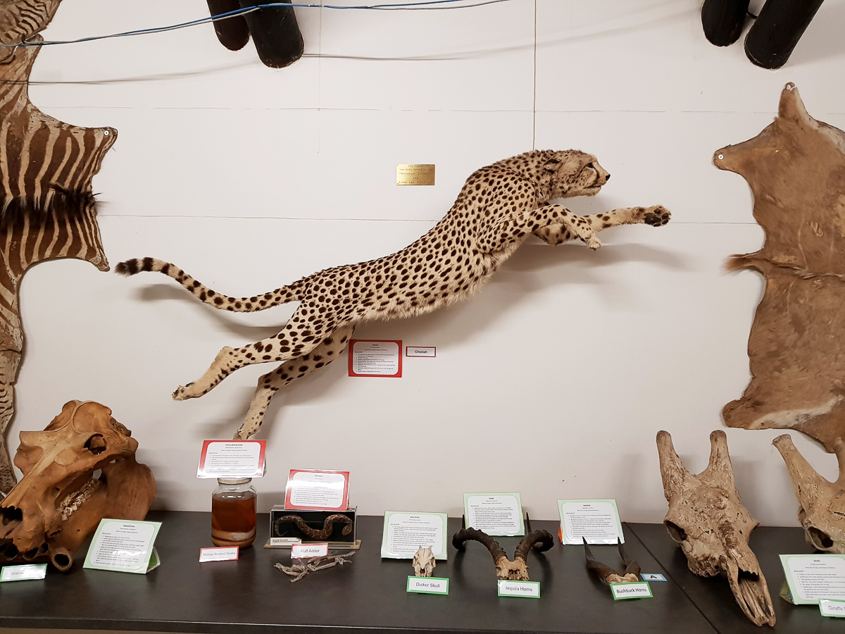 A Cheetah in Letaba Elephant museum