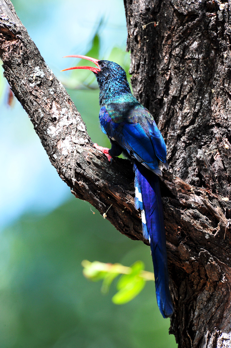 Letaba Redbilled woodhoopoe
