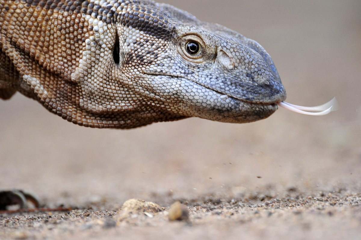 Rock monitor in Letaba camp