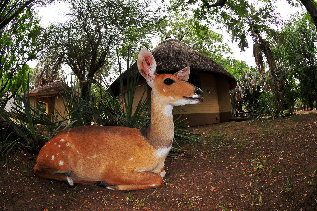 Letaba Bush Buck