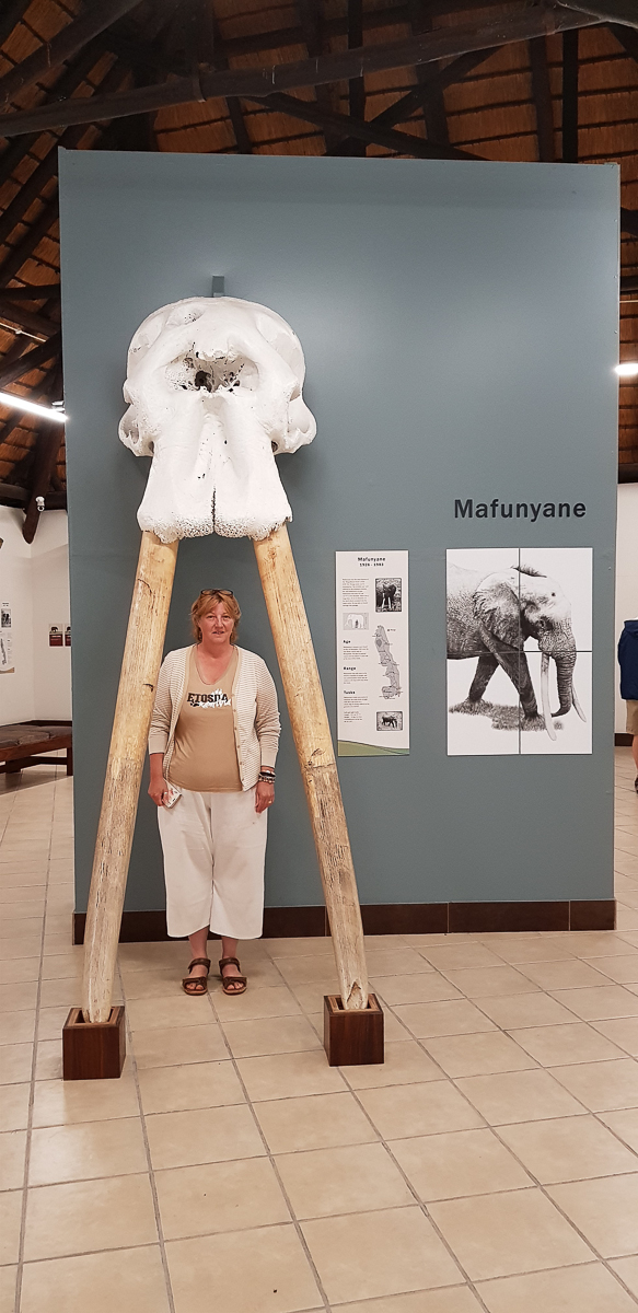 Jenny standing between the Elephant tusks inside the Museum