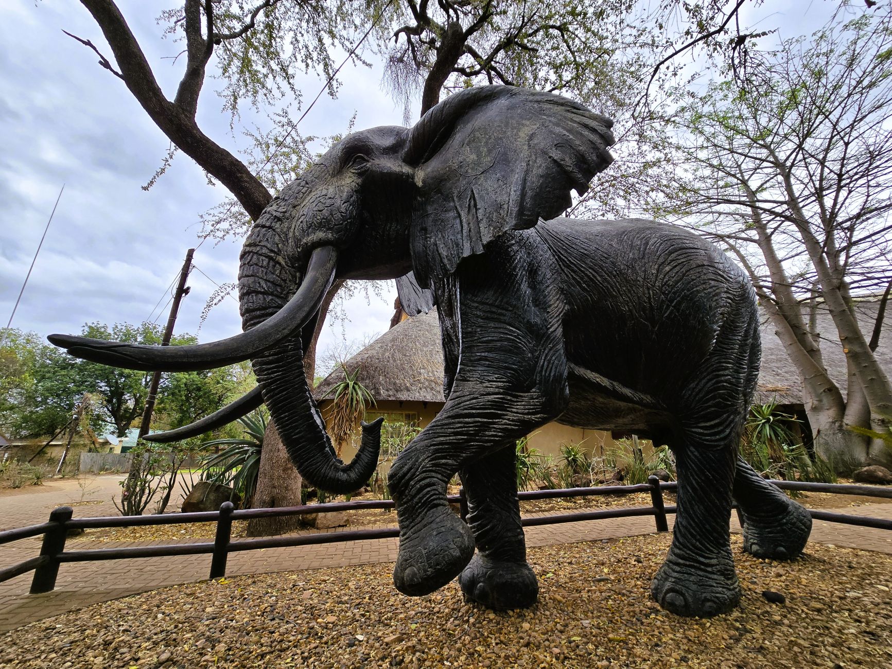 Letaba Elephant in Kruger