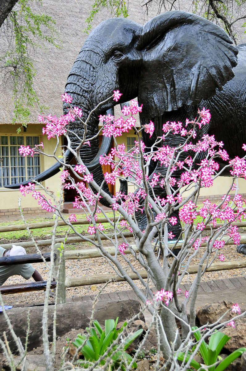 Letaba camps elephant statue Letaba camps elephant statue