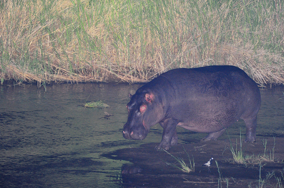 Hippo at night image taken from Letaba camp