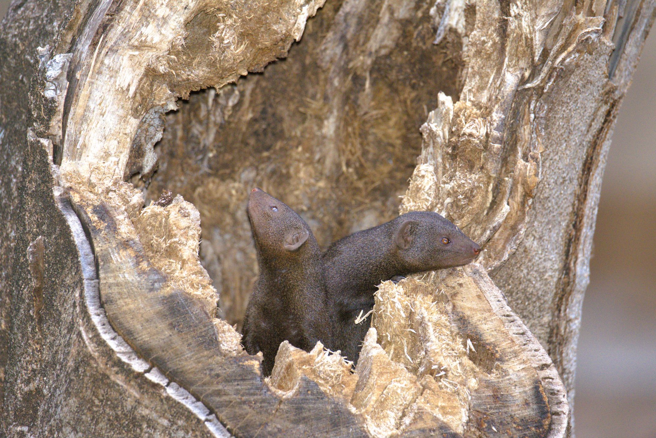 Mongoose in tree trunk in Letaba camp in the Kruger