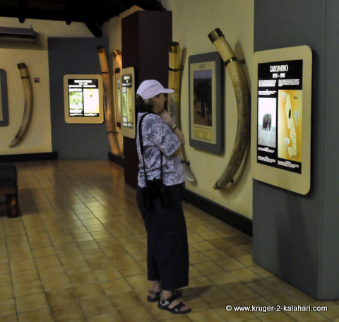 Letaba elephant museum Letaba elephant museum