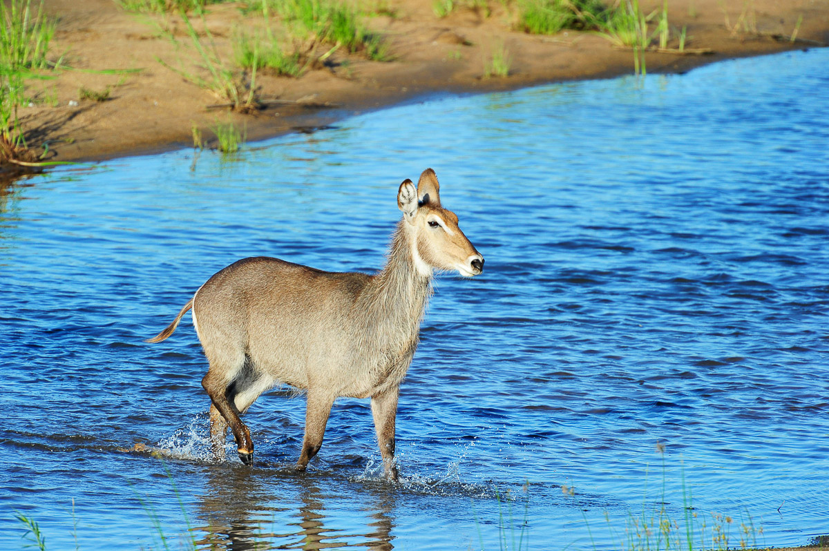 Waterbuck walking in the Letaba River, image taken from camp