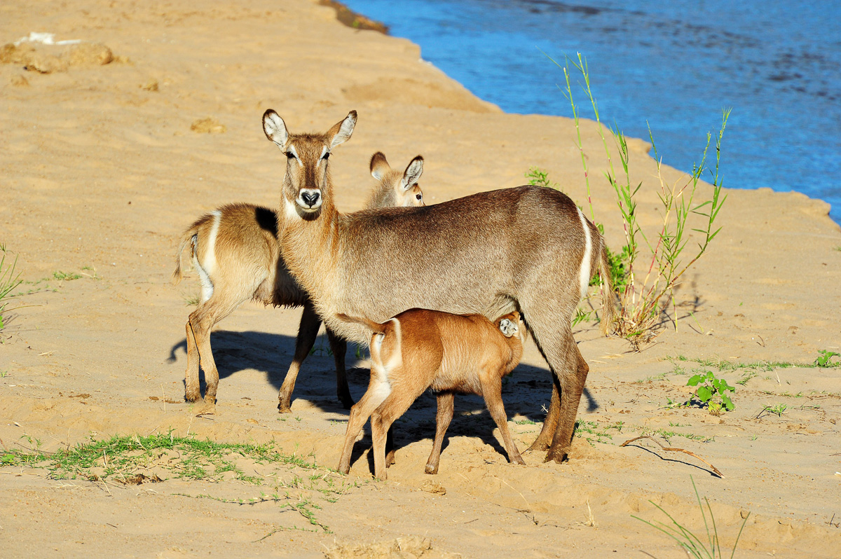 Waterbuck with her baby in Letaba Riverbed