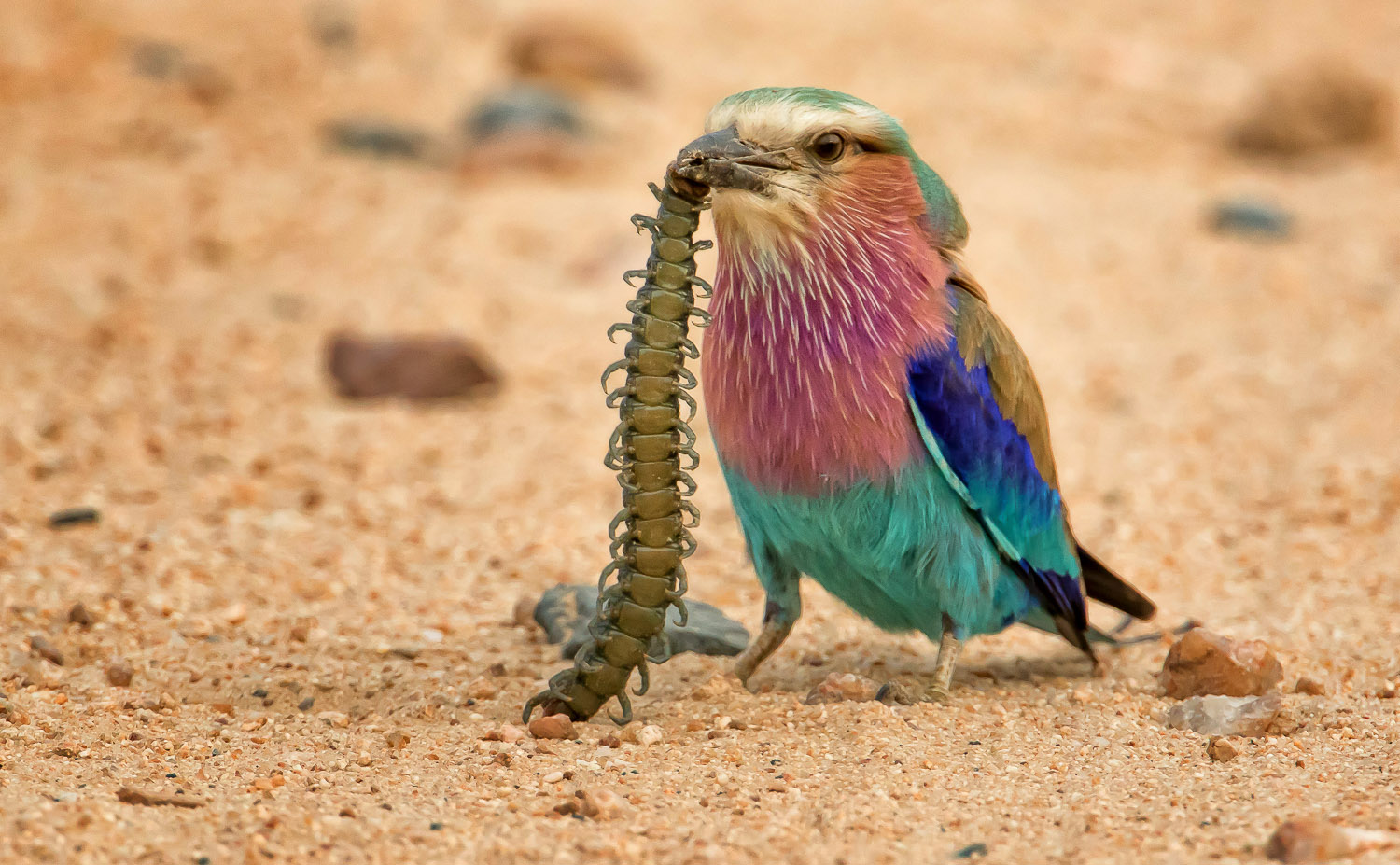 Lilac-breasted Roller with catch