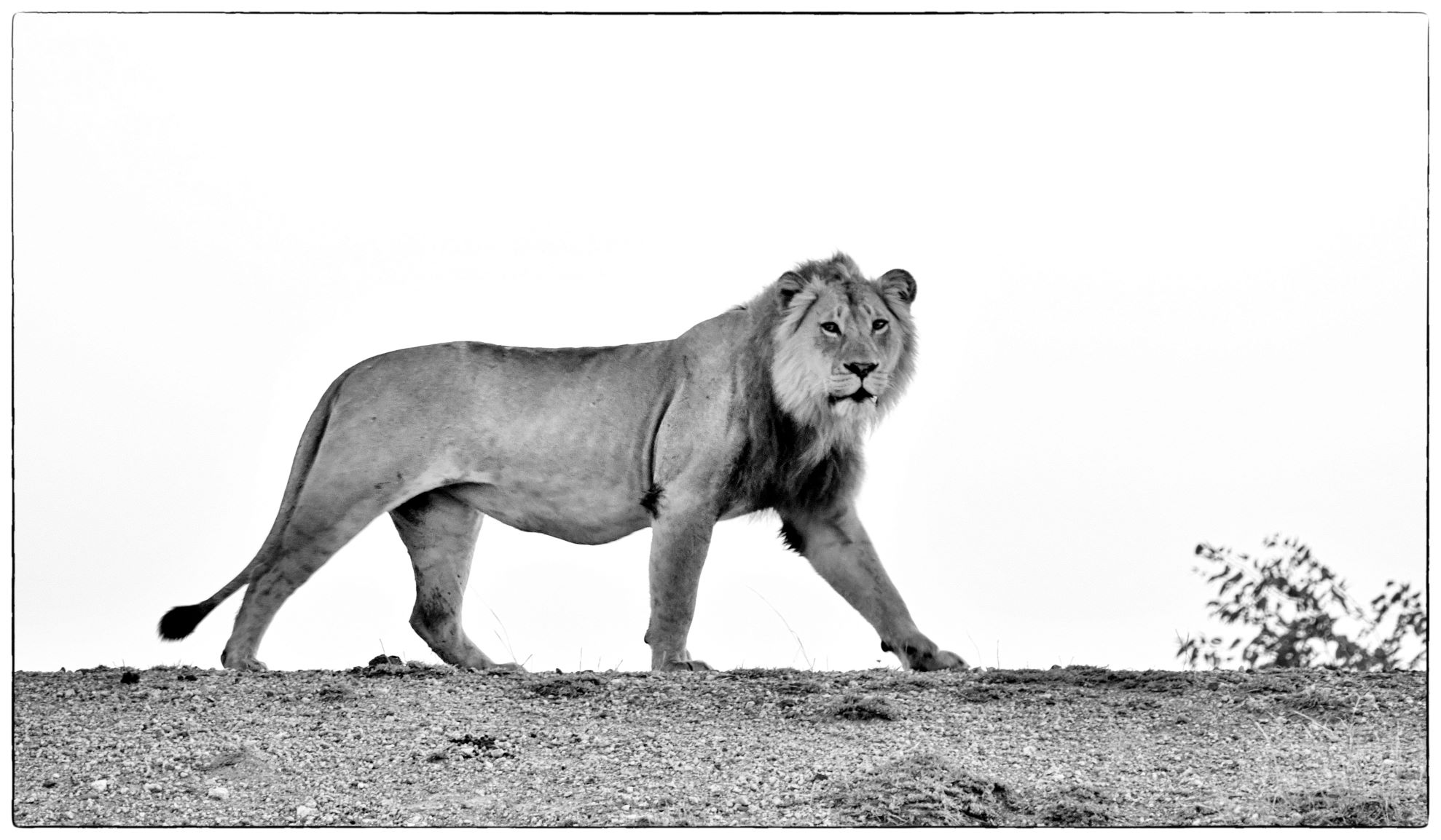 Male lion at Rooibosrand dam 2