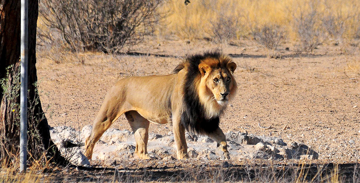 Male lion at the waterhole at Grootkolk