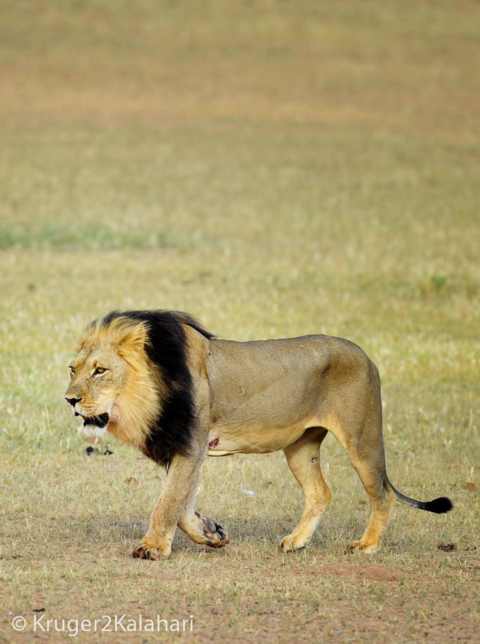 Photographing Lions in African National Parks and Game Reserves