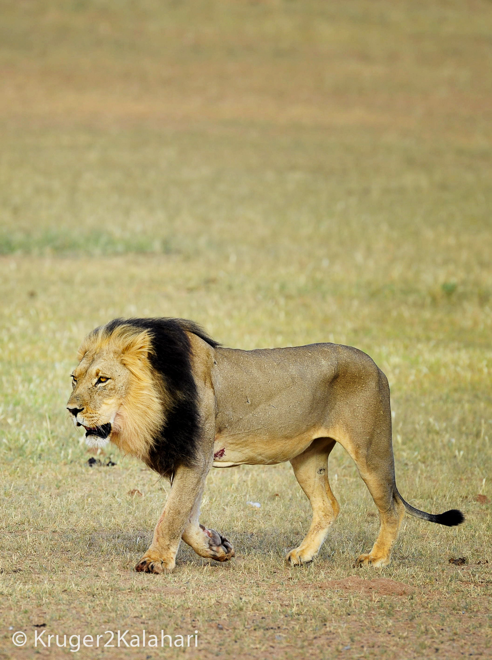 Photographing Lions in African National Parks and Game Reserves Photographing Lions in African National Parks and Game Reserves