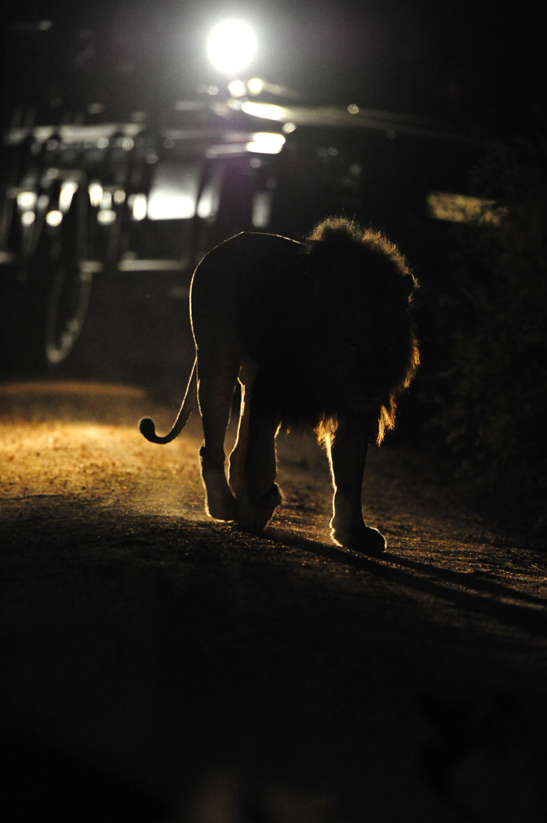 Lion walking image taken in Sabi Sands in the Greater Kruger National Park
