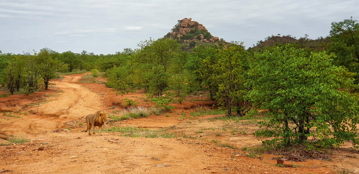 Lion walking on the 4 x 4 Shikumbu track near Phalaborwa in the Kruger National Park