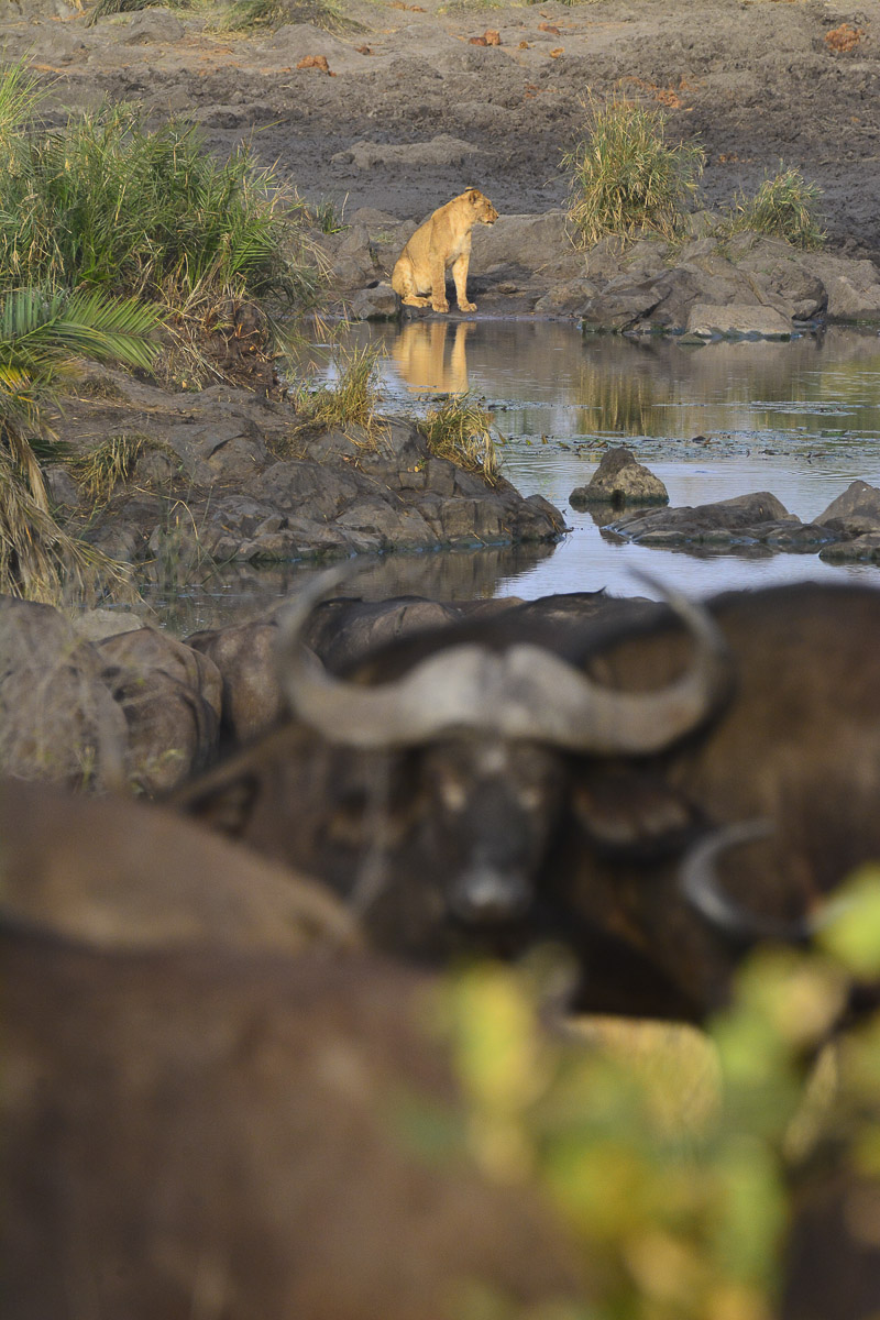 Lions and Buffalo, image taken on the H1-7 near Dokweni spring in the Kruger National Park