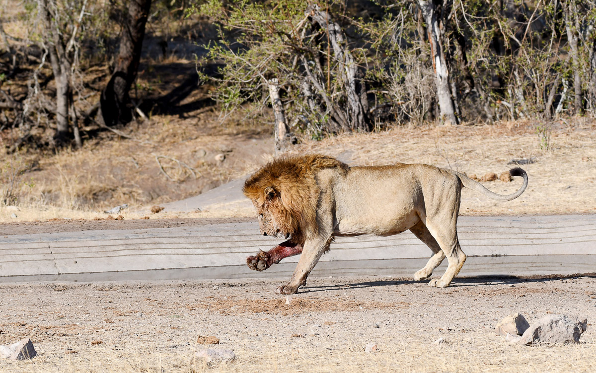 Male lion looking at thorn in paw at De Laporte waterhole, Kruger Park