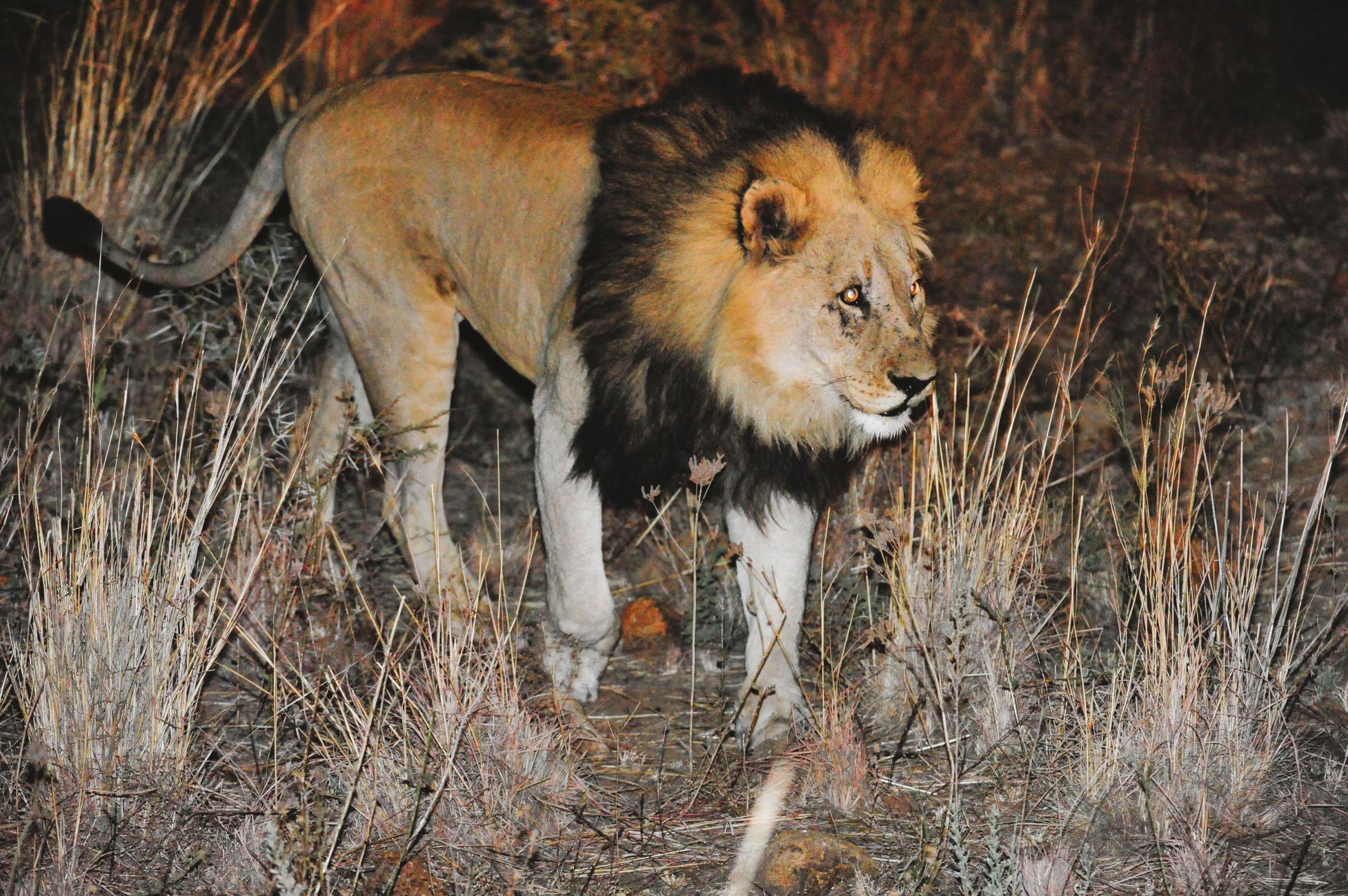 Male lion at Kwa Maritane in the Pilanesberg