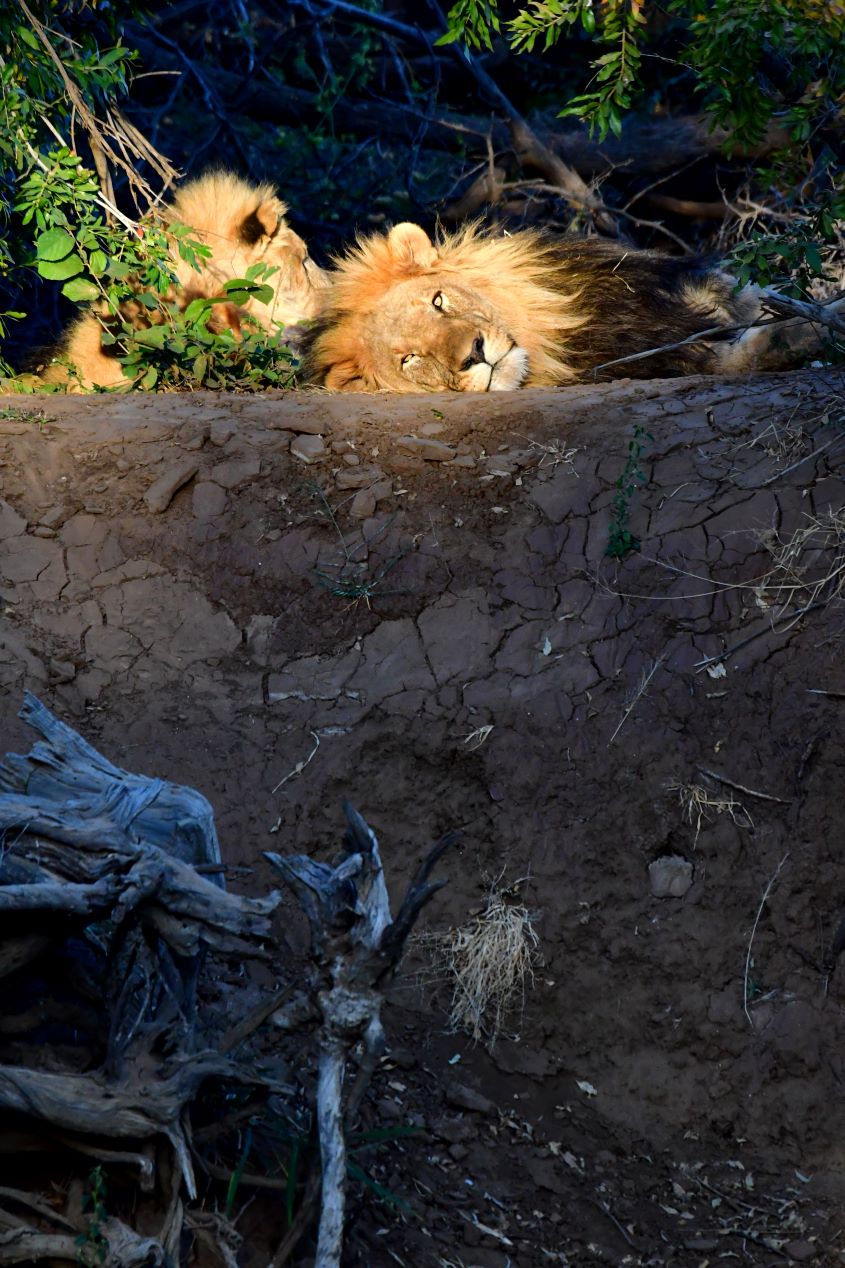 Lions lying on the bank opposite our chalet 17 at Madikwe River Lodge Lions lying on the bank opposite our chalet 17 at Madikwe River Lodge